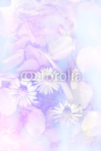Fototapety Pretty daisies subtle artistic background
