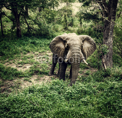 Elephant in fresh woods