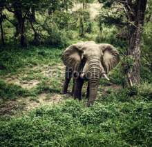 Naklejki Elephant in fresh woods