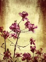Naklejki Beautiful grunge background with magnolia