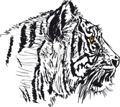 Naklejki Sketch of white tiger. Vector illustration