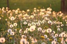 Fototapety pusteblumen im sonnenlicht I
