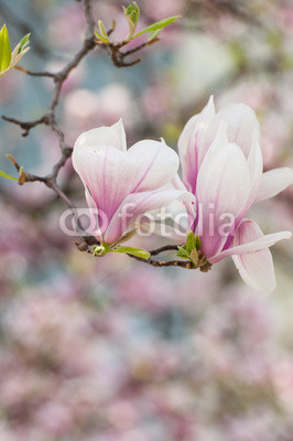 Magnolia flower in springtime