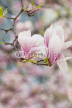 Naklejki Magnolia flower in springtime