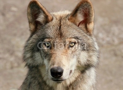 portrait de loup