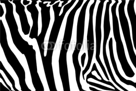 Fototapety vector - zebra texture Black and White