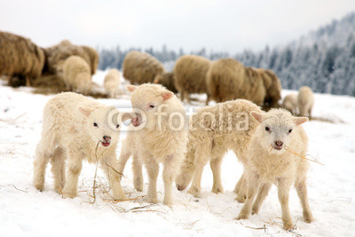 sheep skudde with lamb eating the hay