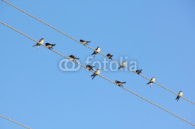 Fototapety Swallows. Wire.