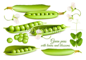 Collection of vector illustrations green peas