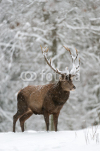 Naklejki Rothirsch, Red deer, Cervus elaphus