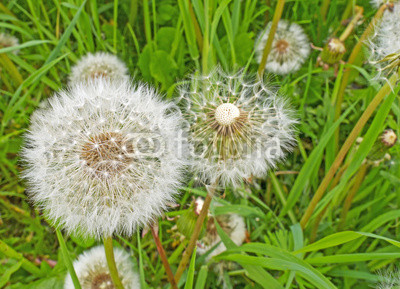 Seed heads of dandelions in a meadow