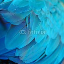 Obrazy i plakaty Blue and Gold Macaw feathers