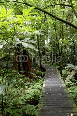 Boardwalk in forest