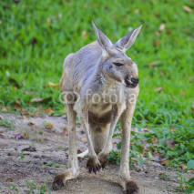 Naklejki Beautiful young kangaroo in grass 