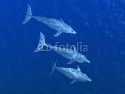 HI res Dolphins under water