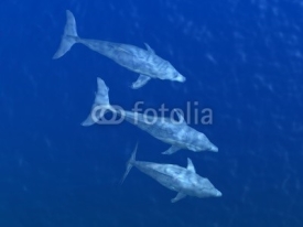 Fototapety HI res Dolphins under water