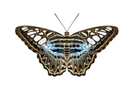 Obrazy i plakaty blue tiger striped butterfly