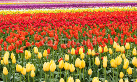 Naklejki colorful tulip field