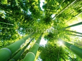 Naklejki bamboo forest
