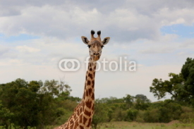 Naklejki Wild giraffe