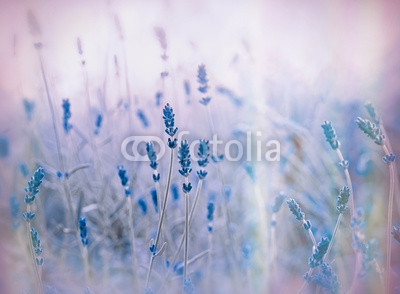 Soft focus on lavender