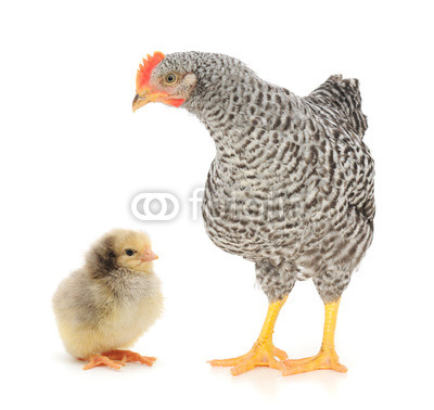 Grey hen with chicken