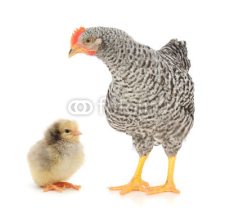 Naklejki Grey hen with chicken
