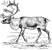 Obrazy i plakaty Deer rangifer tarandus