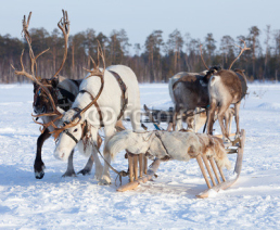 Fototapety Reindeers in harness