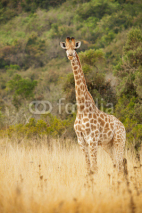 Fototapety Singal giraffe in the wild