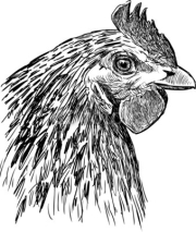 Naklejki profile of a hen