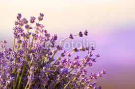 Naklejki Lavender flowers bloom summer time