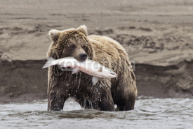 Naklejki Coastal Brown Bear With Catch