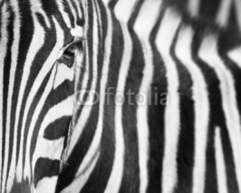 Naklejki Zebra background