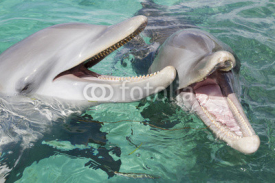 Naklejki Bottlenose dolphins