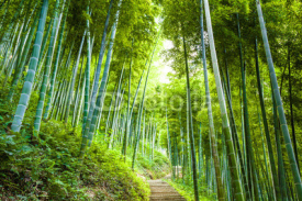 Naklejki Bamboo forest and walkway