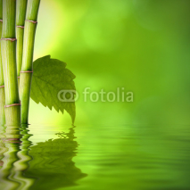 Fototapety bambú con hoja verde frente al agua