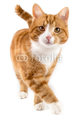 red cat, walking towards camera, isolated in white