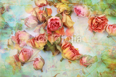 Dry roses beautiful vintage background