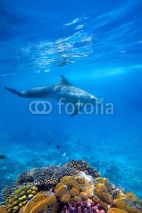 Fototapety Dolphind and Corals