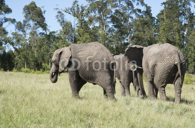 Herd of African elephants walking in grasslands. South Africa