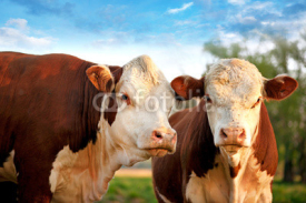 Naklejki Two curious cows