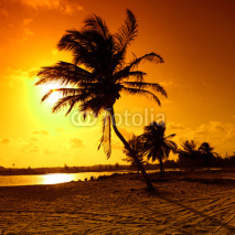Fototapety sunrise palm