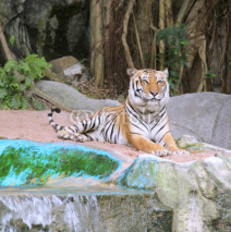 Naklejki Royal Bengal tiger