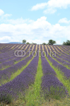 Naklejki Lavender fields near Sault, France
