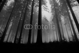 Fototapety foggy forest