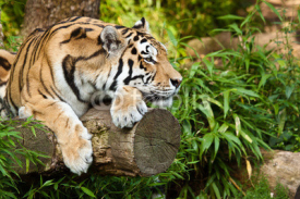 Naklejki Sibirischer Tiger (Panthera tigris altaica)