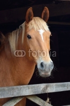 Fototapety Portrait of chesnut horse