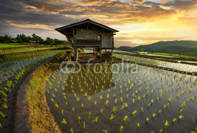 Rice terrace rice field of Thailand, Pa-pong-peang rice terrace north Thailand,Thailand landscape,Thailand
