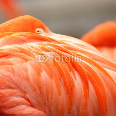 Close up feathers of flamingo